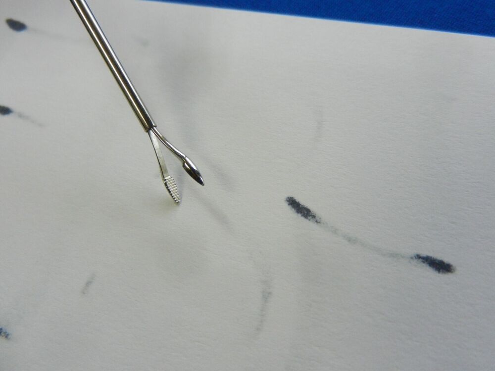 E1346 Storz Surgical Foster Type Micro Serrated Forceps E1970 - Image 3